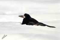 Havran polni - Corvus frugilegus - Rook 3023